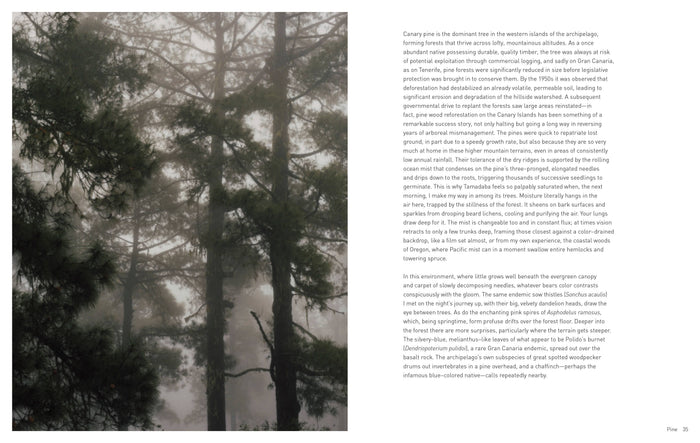 Chronicle Books Book Forest