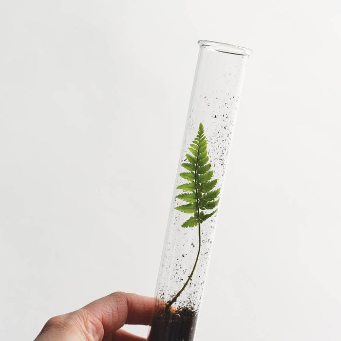 June & December 8" tall x 1"wide June & December - Garden Mix Pencil Terrarium, Set of 5 Pencils