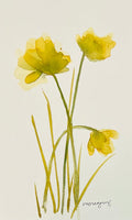Grassy Blooms 5