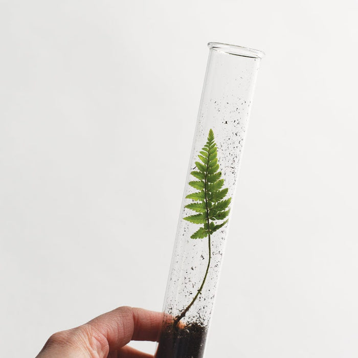 June & December SHOP Mushrooms Pencil Set & Terrarium