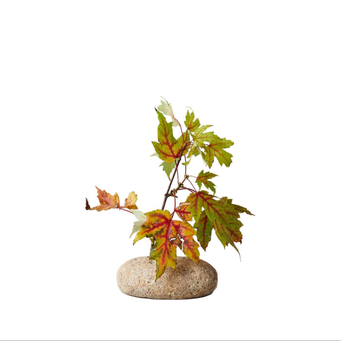 Bloomist Floral Oval Stone Frog
