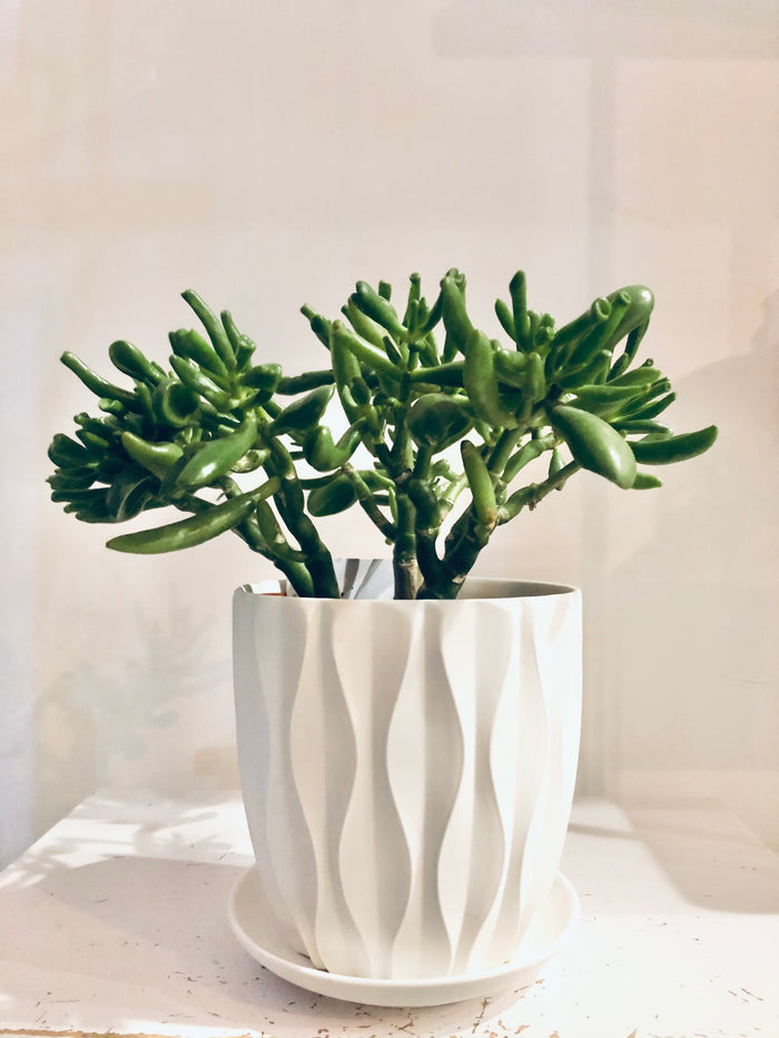 Patrice Planter with Plate