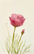 Pink Poppy 1