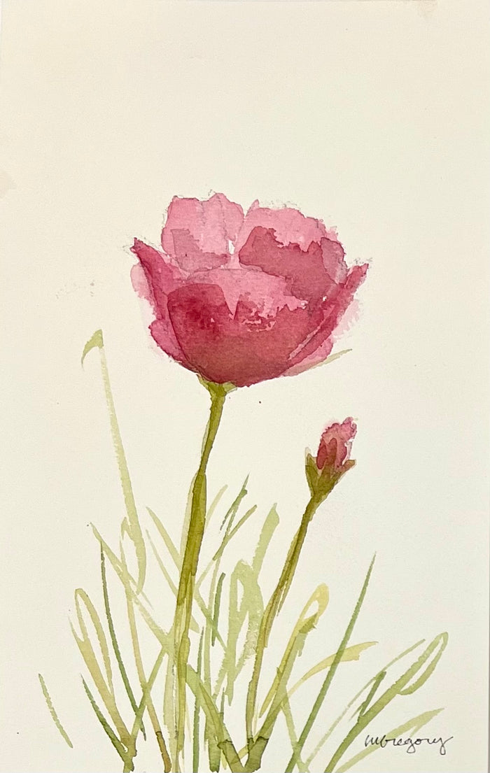 Pink Poppy 1