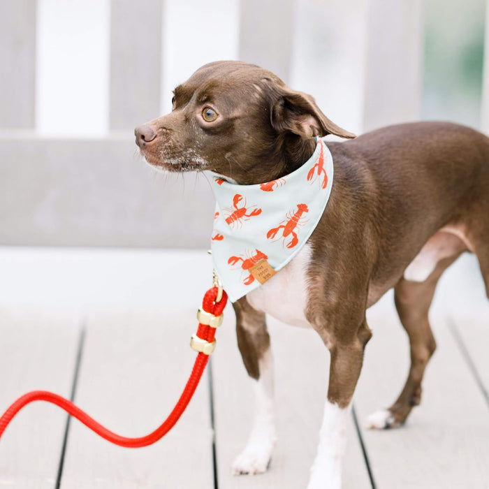 The Foggy Dog SHOP Ruby Marine Rope Dog Leash