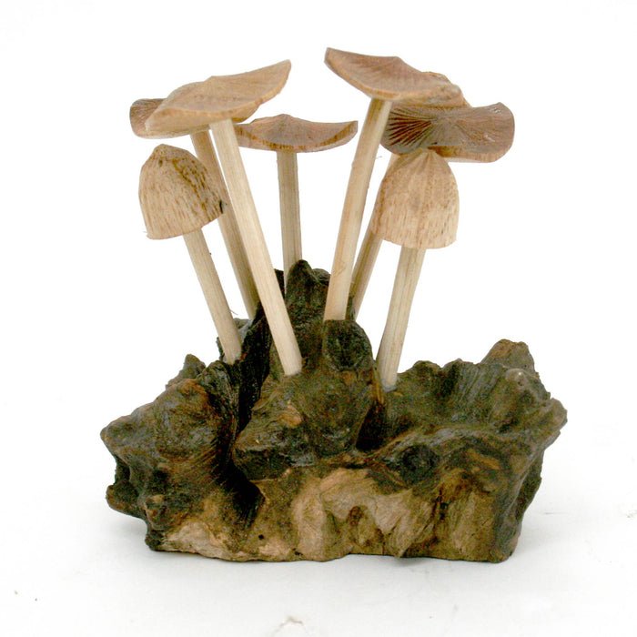 Modern Eastern by Contrast Inc. Decor Six Flat Mushrooms with Two Buds on Driftwood