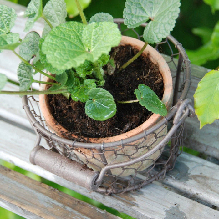 NACH Furniture At Pot in Wire Basket/Handle