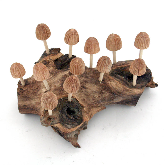 Modern Eastern by Contrast Inc. Decor Twelve Bud Mushrooms on Driftwood