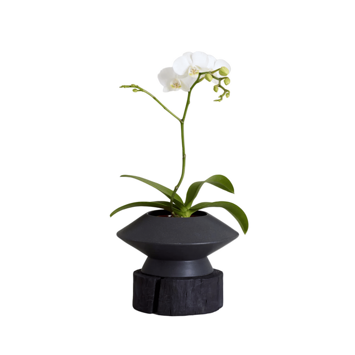 Bloomist Charcoal Wood Pedestal