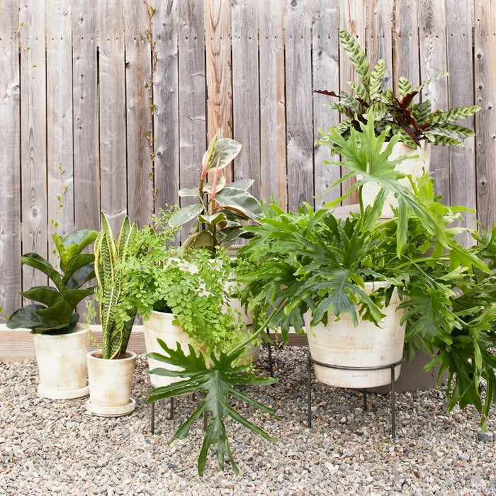 Bloomist SHOP Wrought Iron Planter Stand